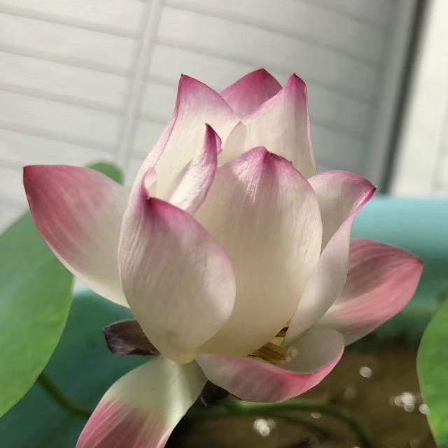 北纬21度☘️🍀
