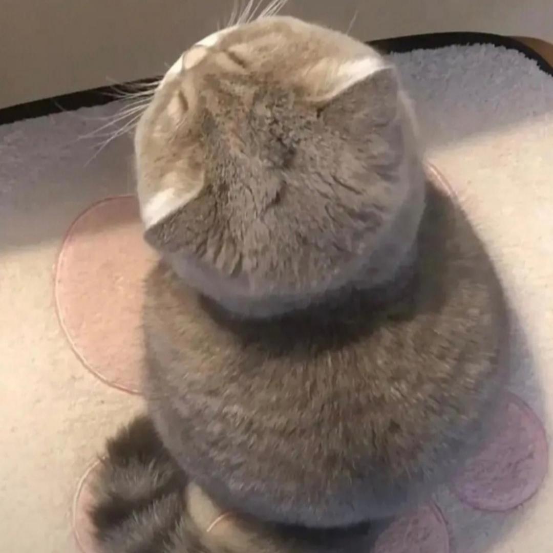 西柚。