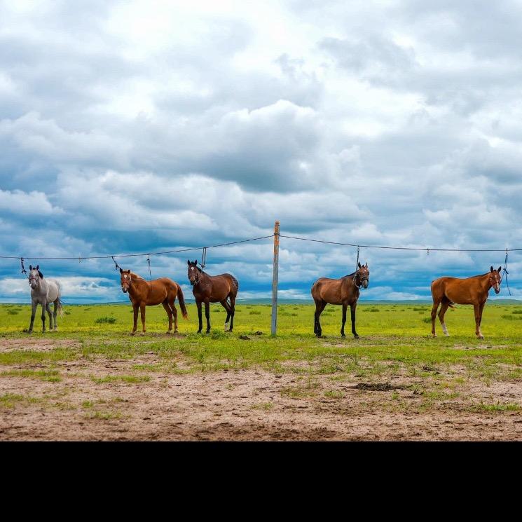 放牧快乐🐎