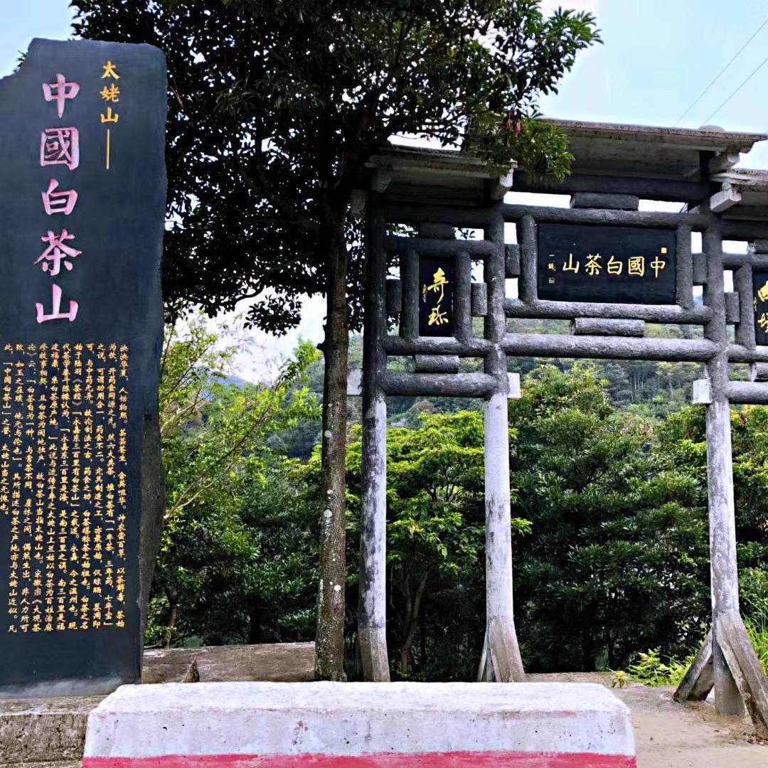 方守龙白茶河南开封