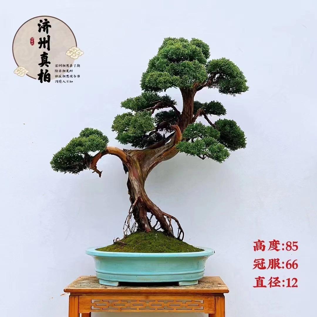 缥园沭阳夏花阁花卉园艺有限公司绿植专卖店