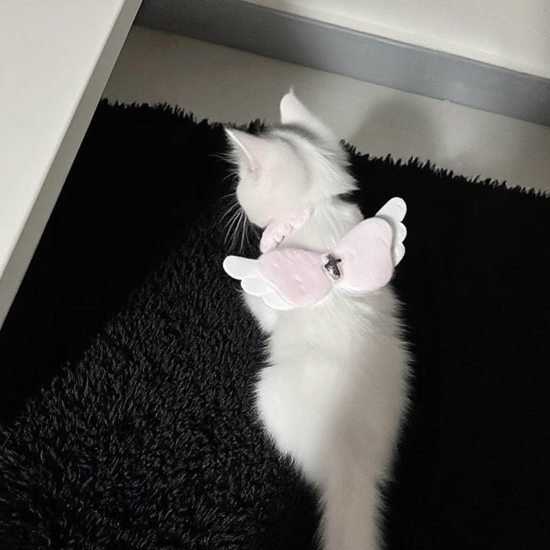 半只猫