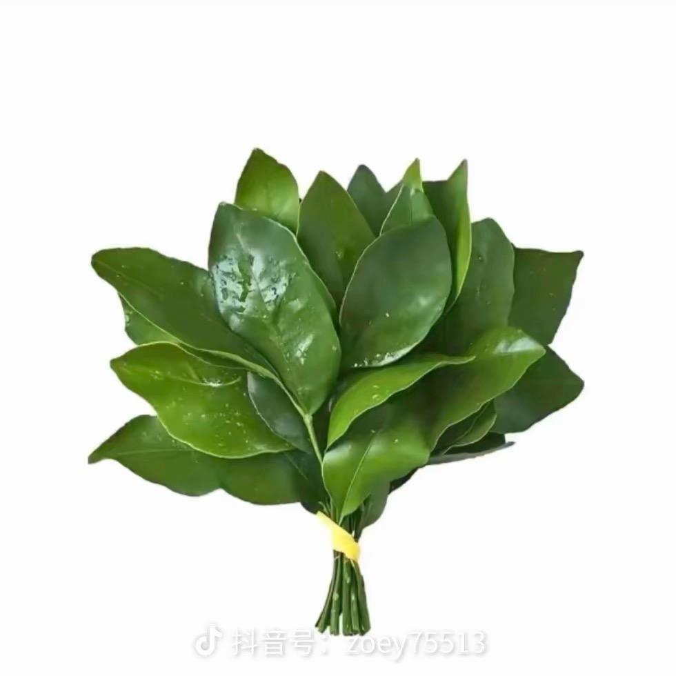 会飞的蚂蚁