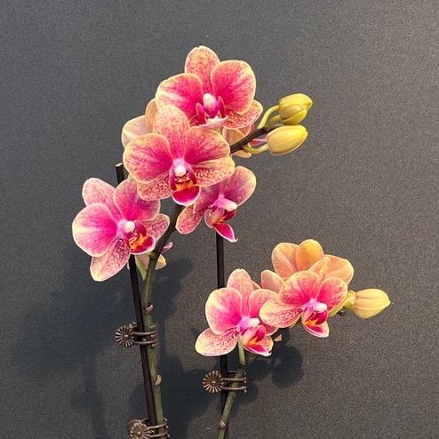 不语花艺