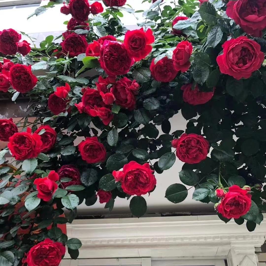 玲珑园花卉