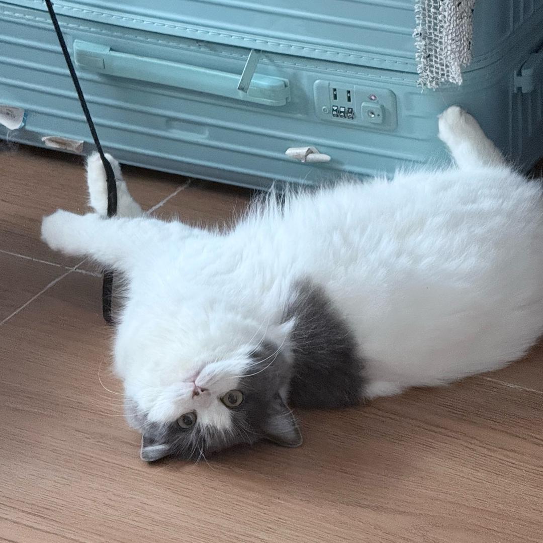 笨蛋小猫💕