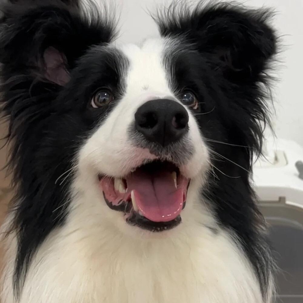 苔原牧语边牧犬舍