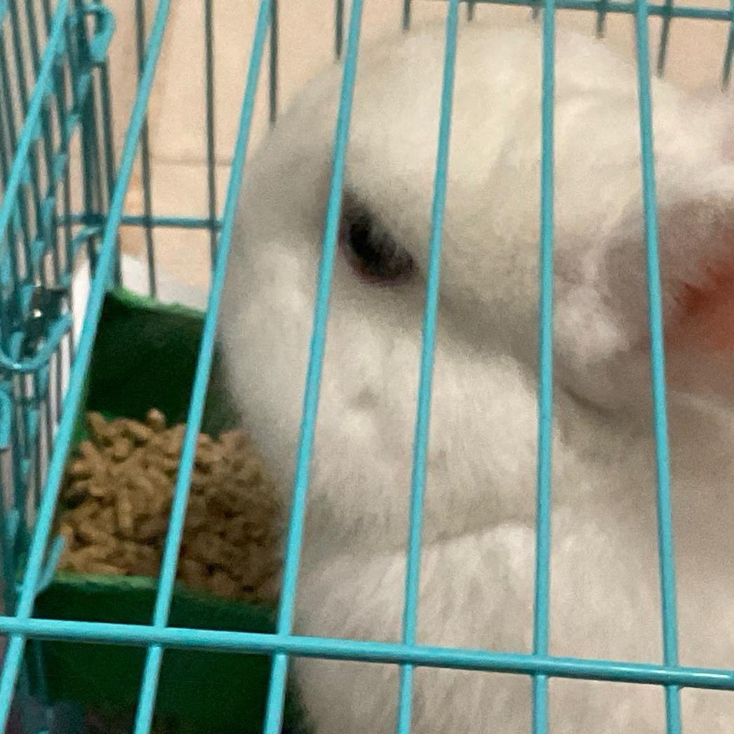 是小脑兔呀