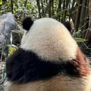 菠萝没有乐感