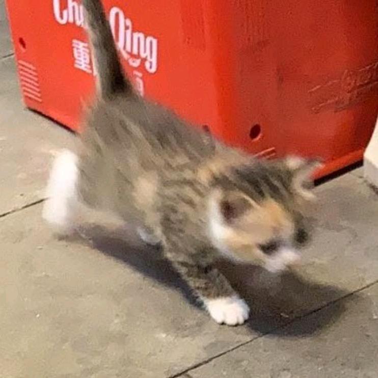 茶阳