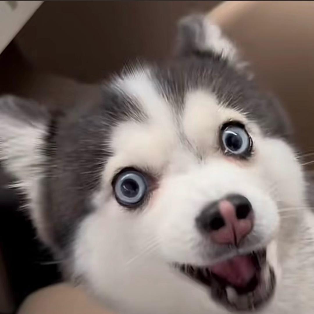 天王星的云鲸🐳