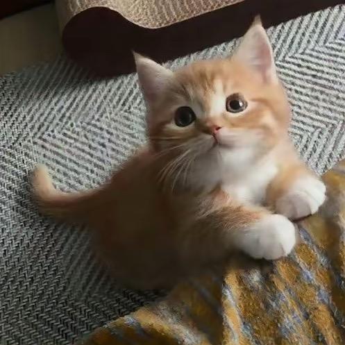 Lෆiuᥫᩣ