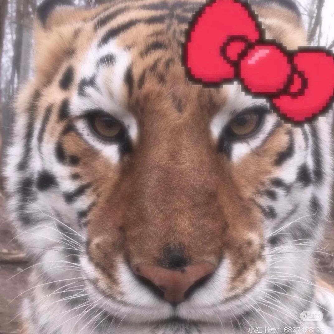 可爱匿匿怎么这么可爱