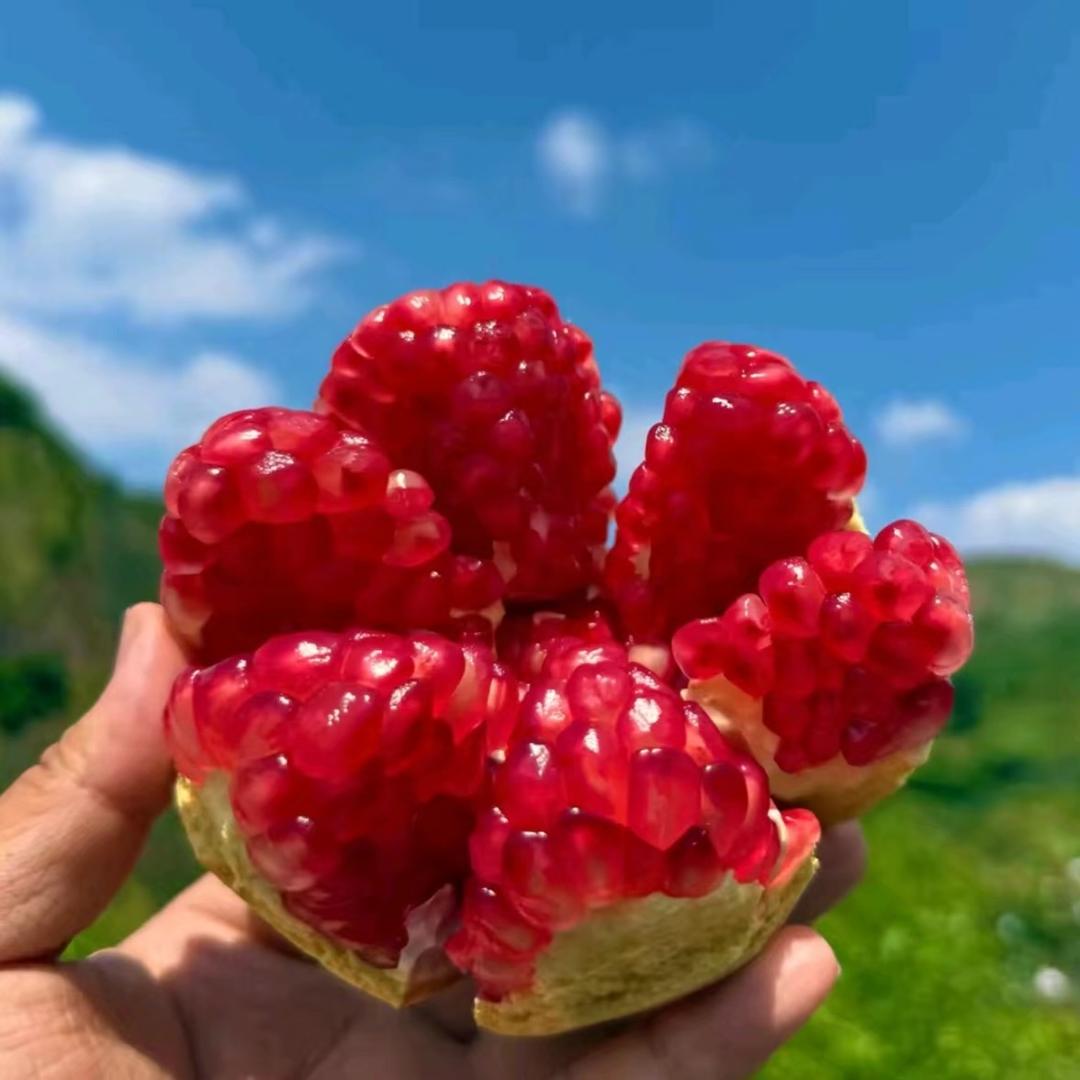 果之源水果基地
