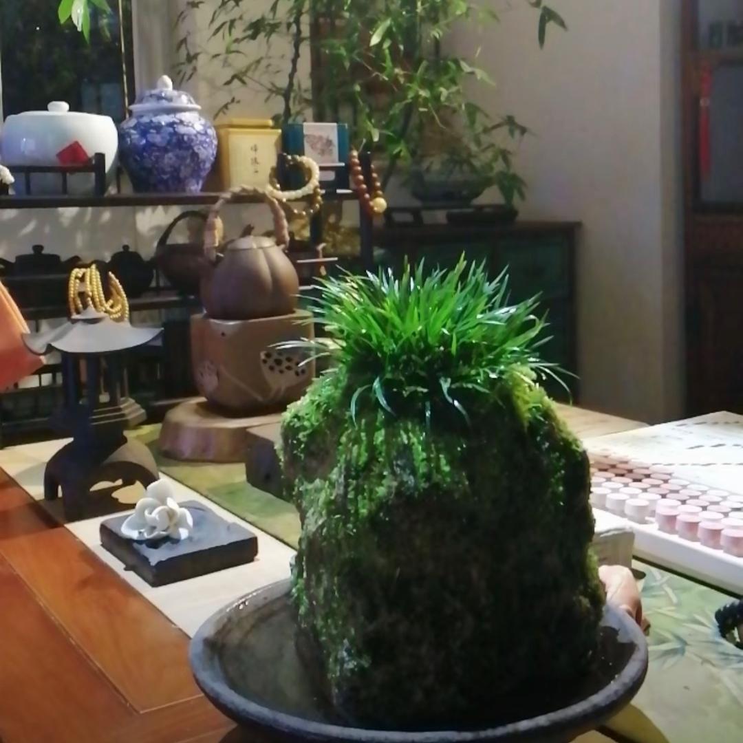 观山悦盆景