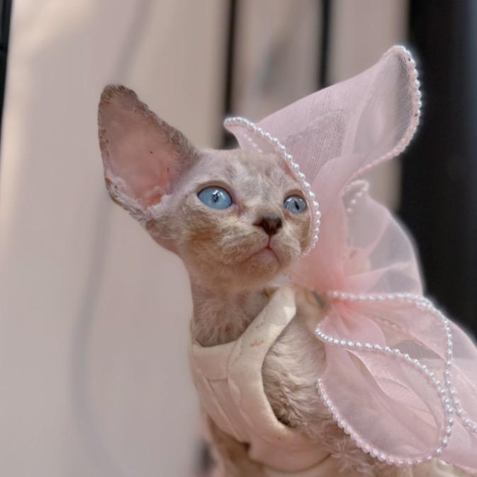 楠姐的德文卷毛猫（北京）