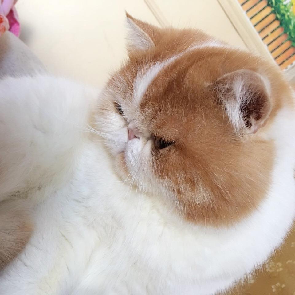 🌈布丁