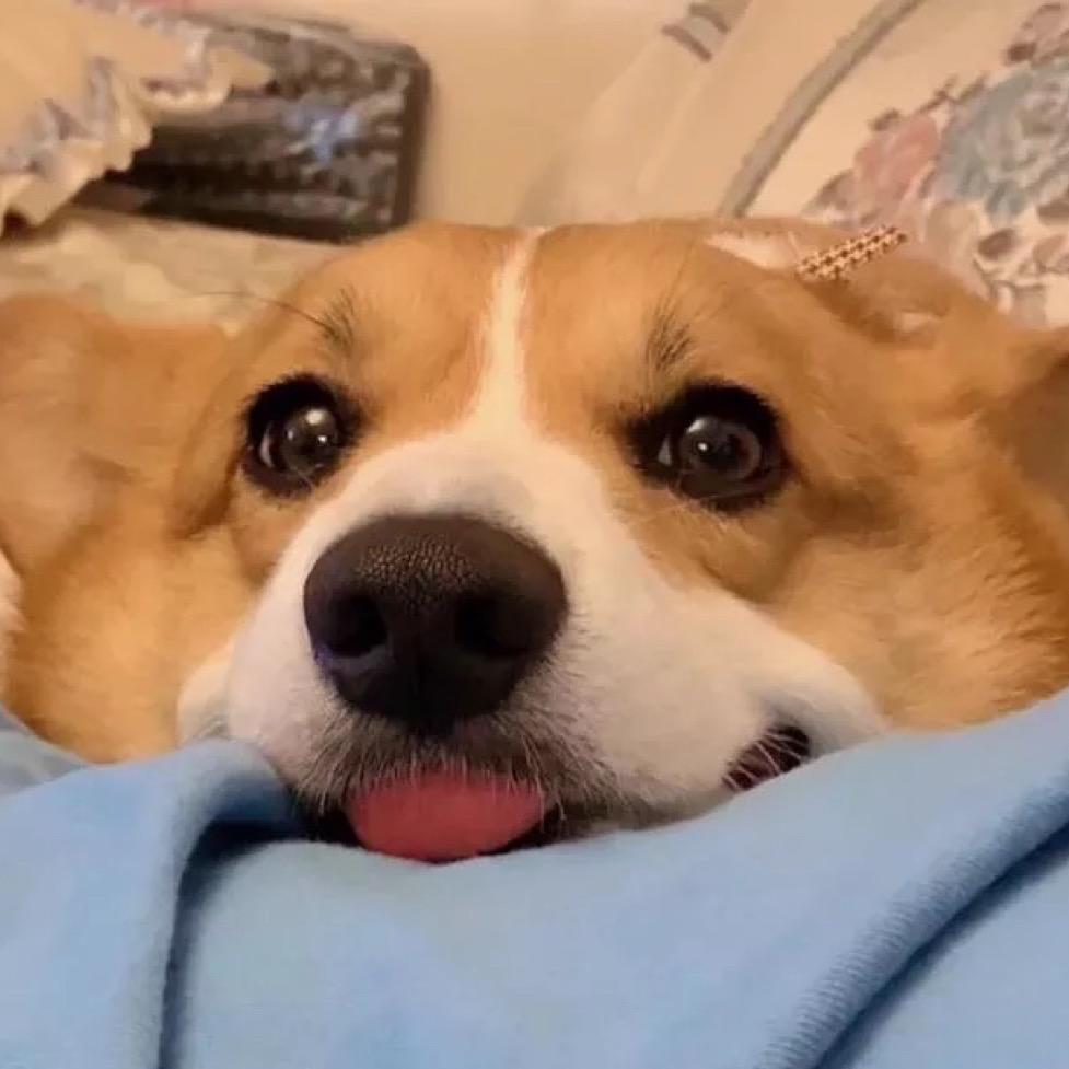 丫丫宠物