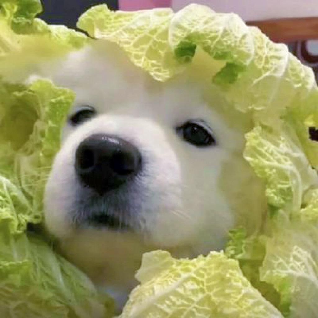 爱吃番茄