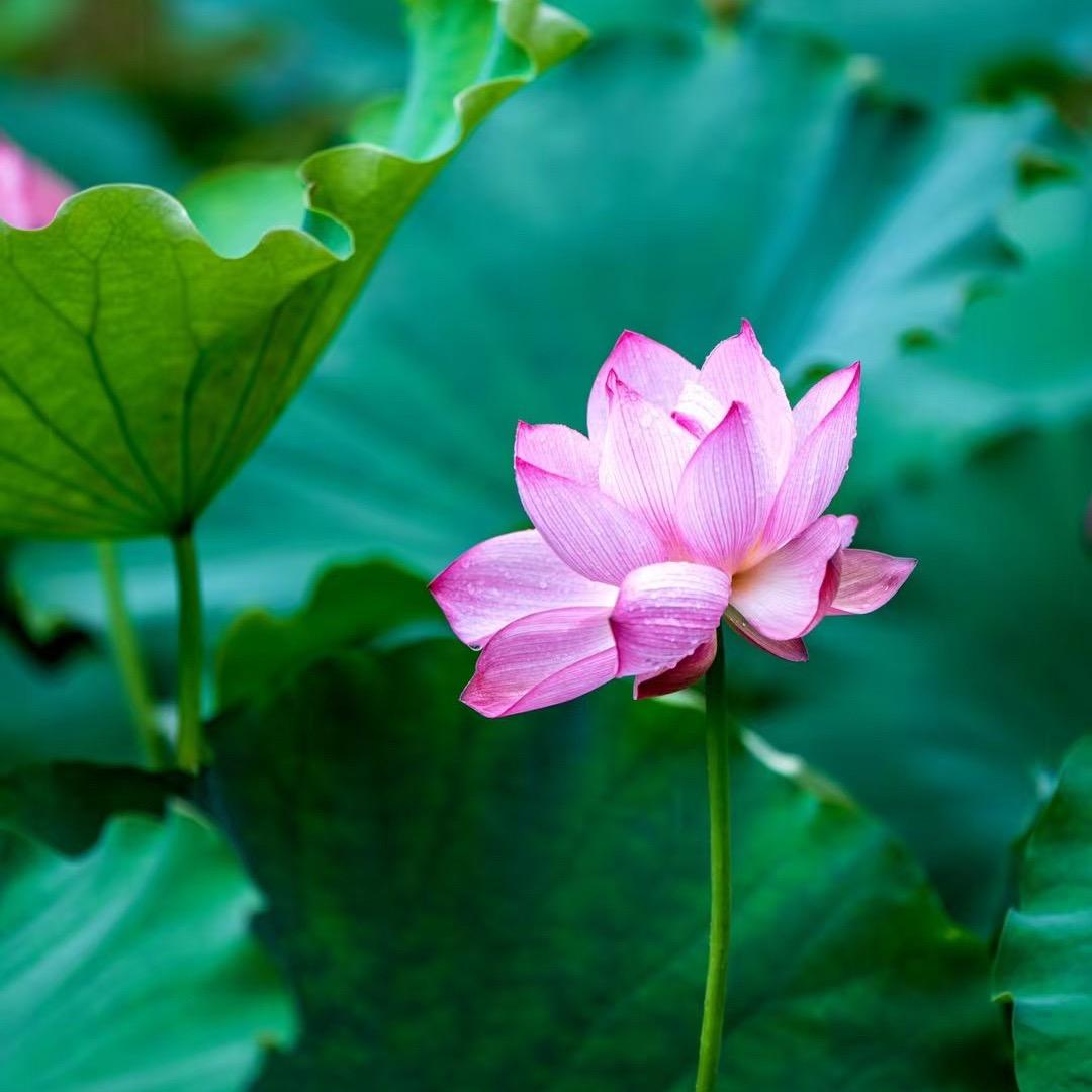 鲜莲坊