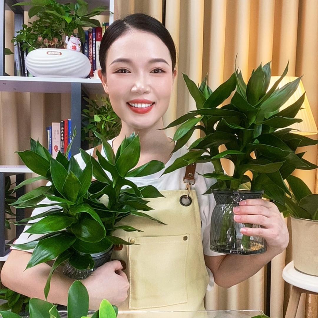 君子绿植仓