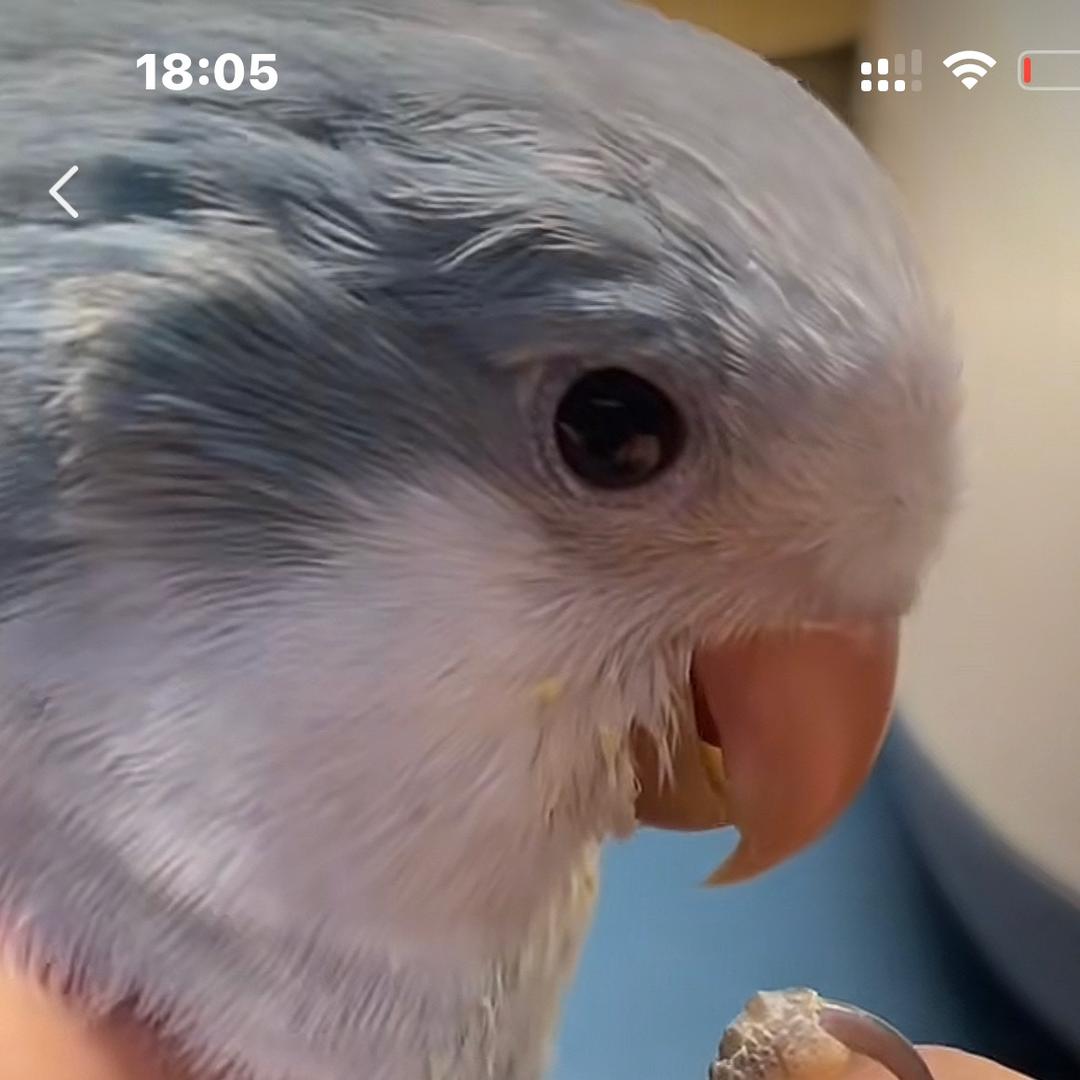 布思鸟🦜
