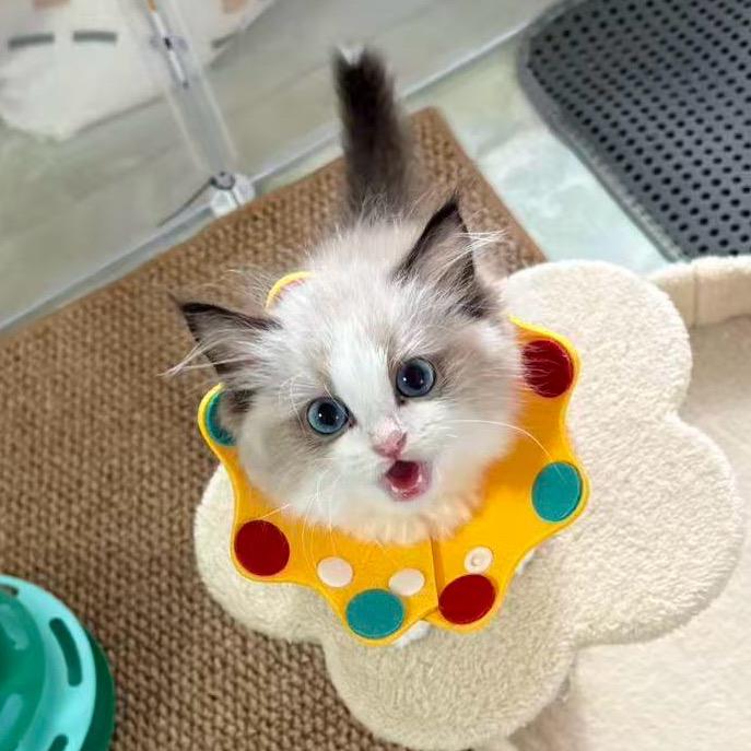 奥特曼打怪兽～