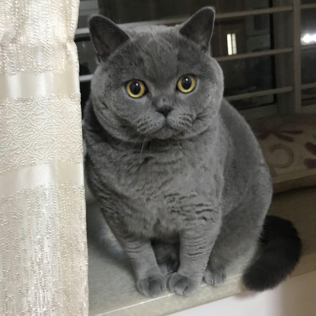 蓝猫包子