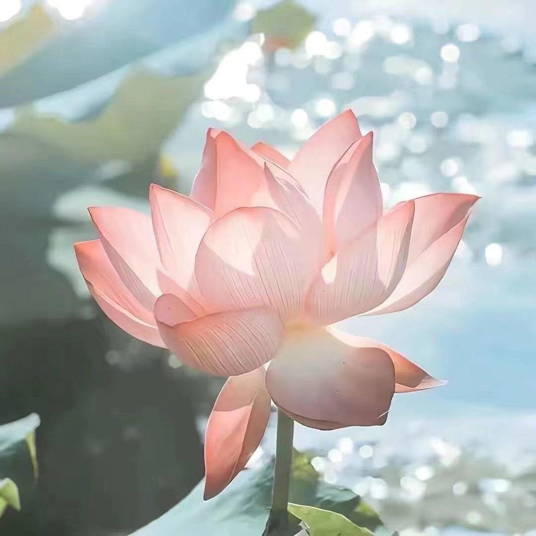 【国学】小师妹