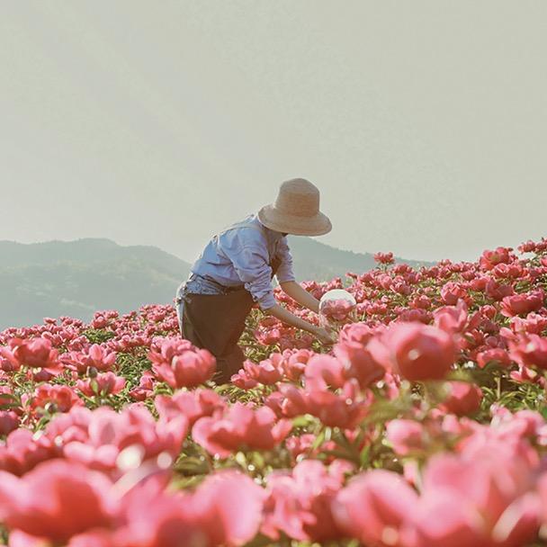 花农老薛
