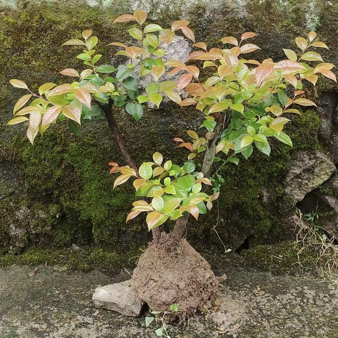 依姐园艺