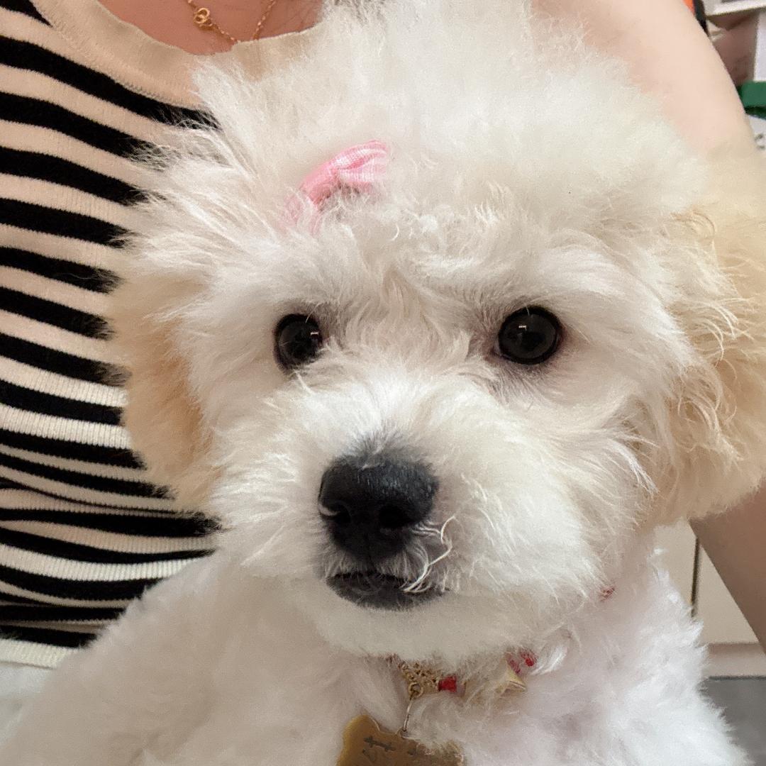 李花花🌸