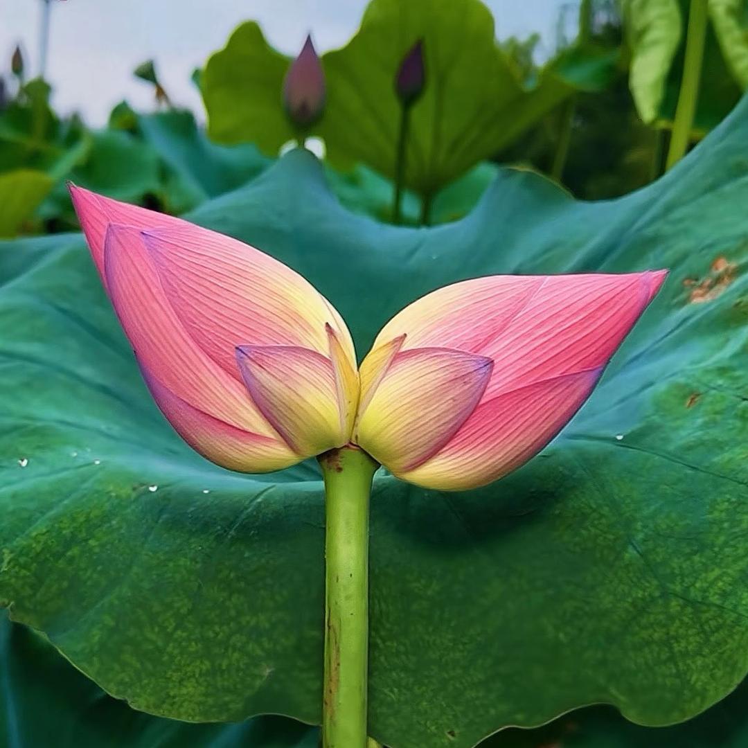 ღᩚ᭄浅笑不语ৡᩚ࿐