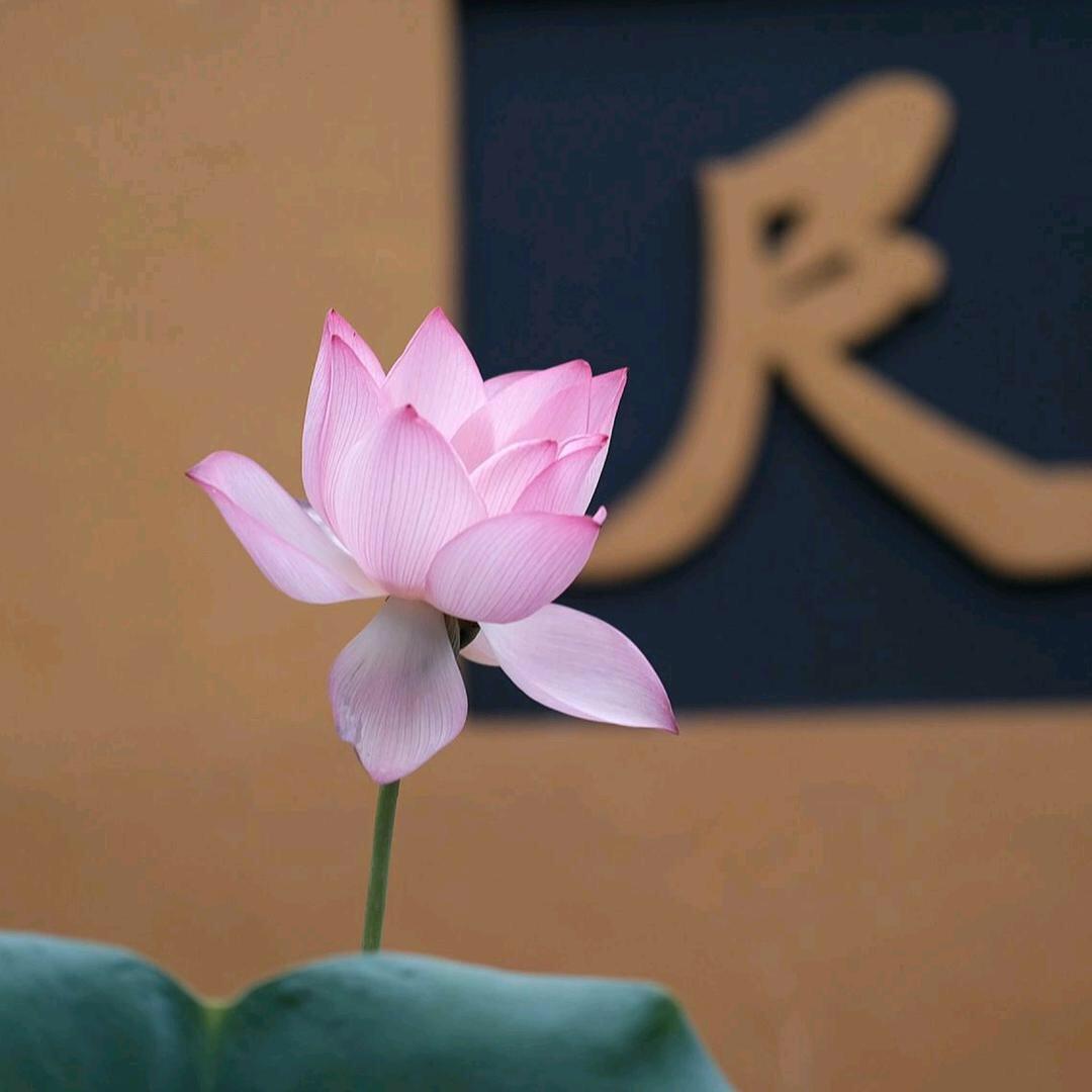 普陀先生聊生肖