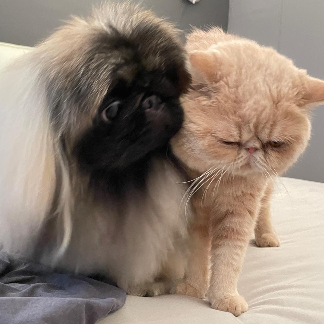 扁扁的TT