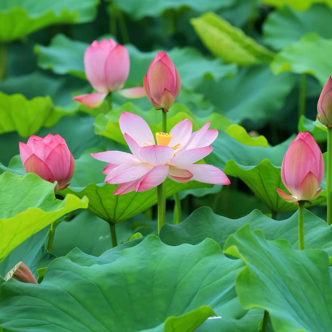 丽霞🌷