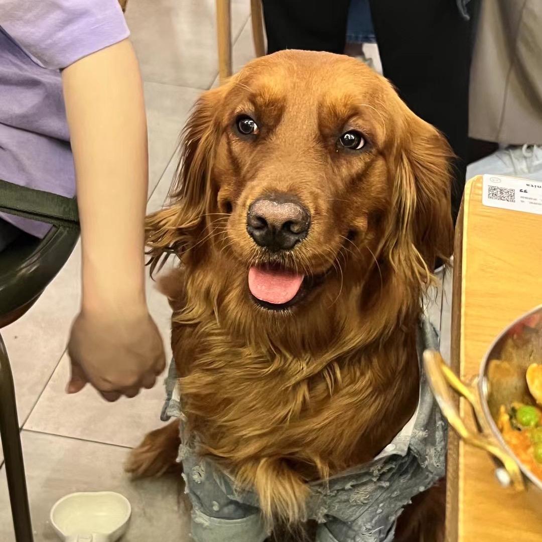 美女小狗茉莉