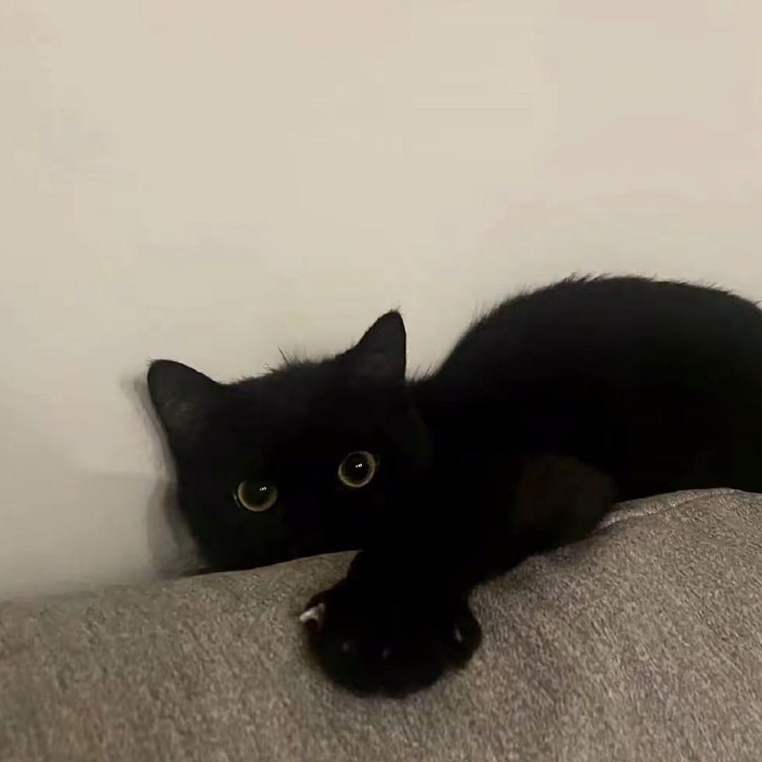 小猫统治地球