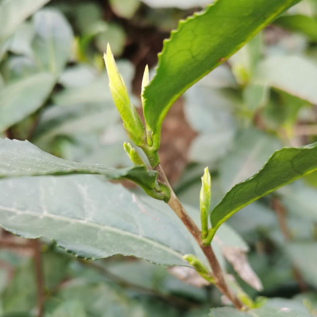 艺彬茶行  茶叶批发 茶山茶厂 直营直销
