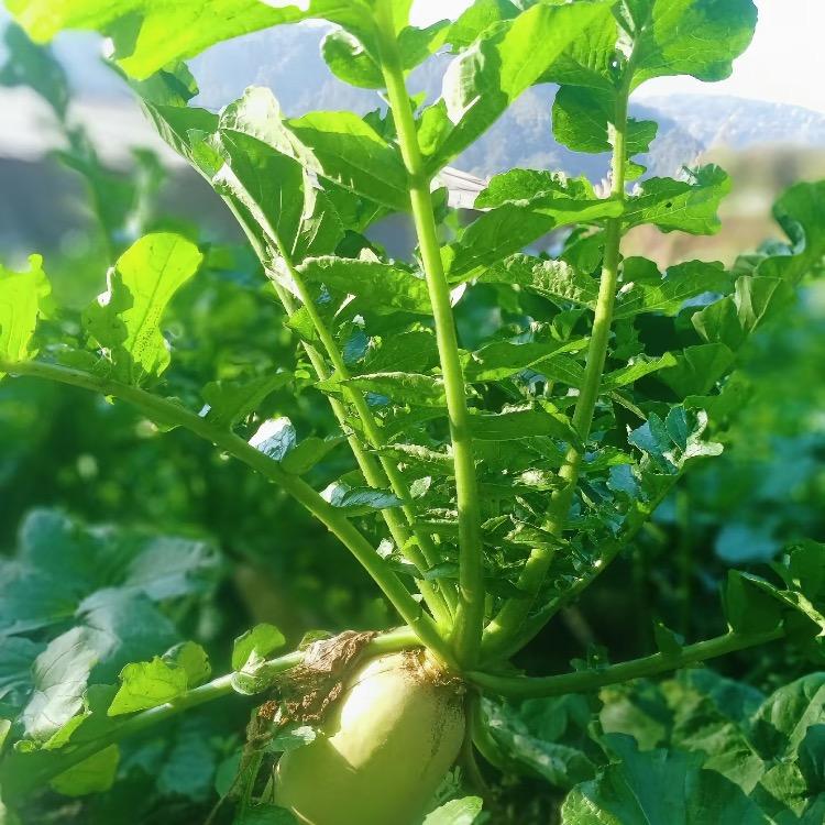 胡姐的小菜园