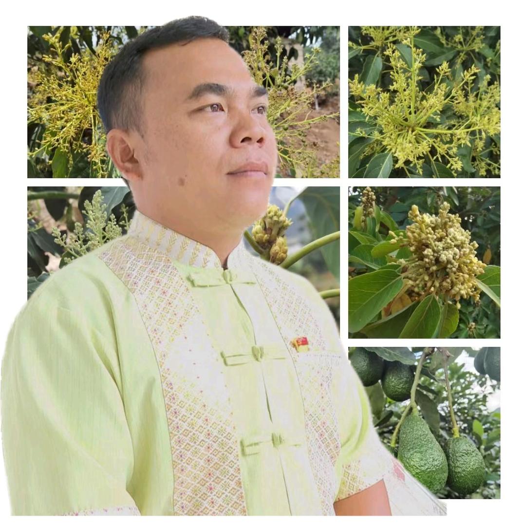 宰相驿站牛油果