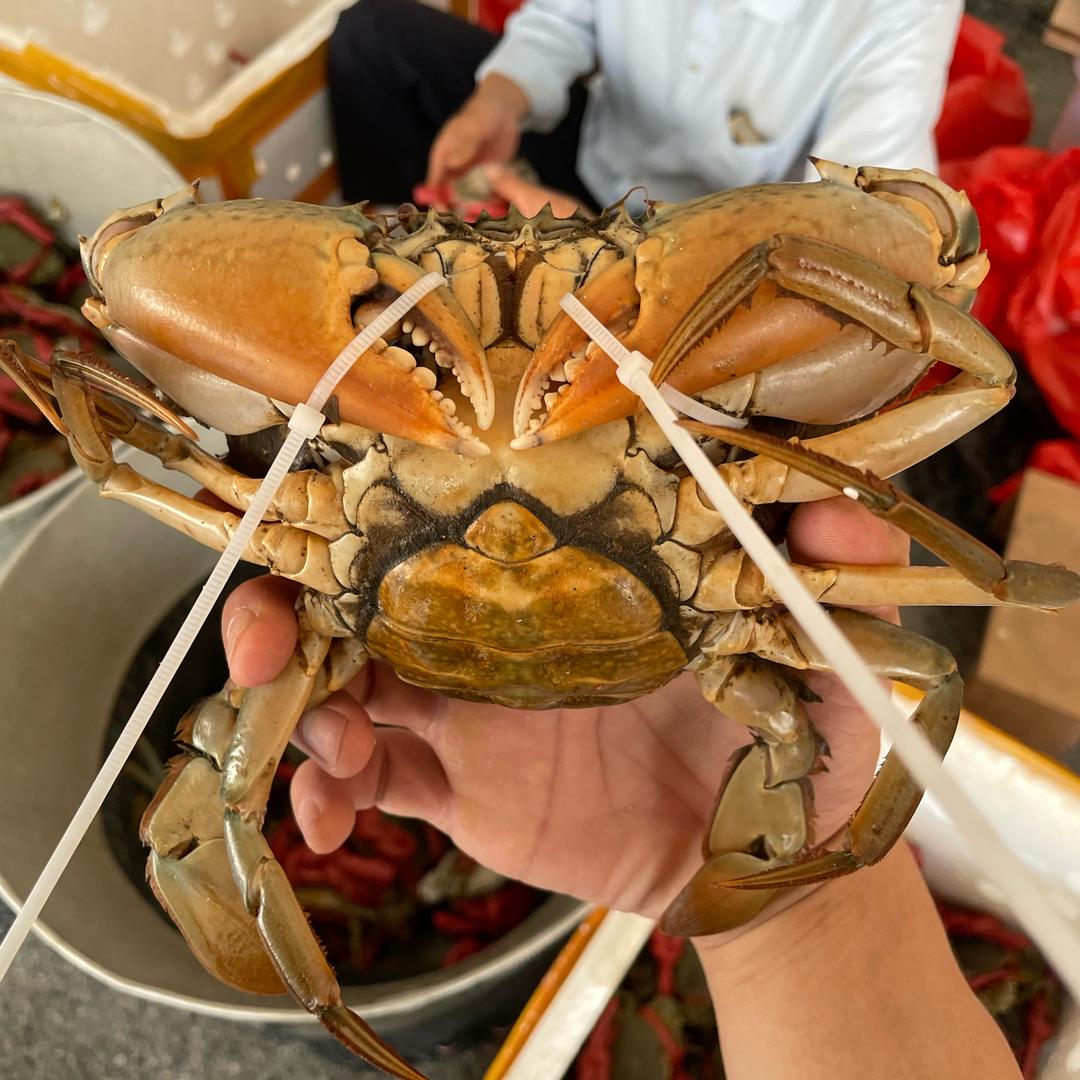蟹庭风