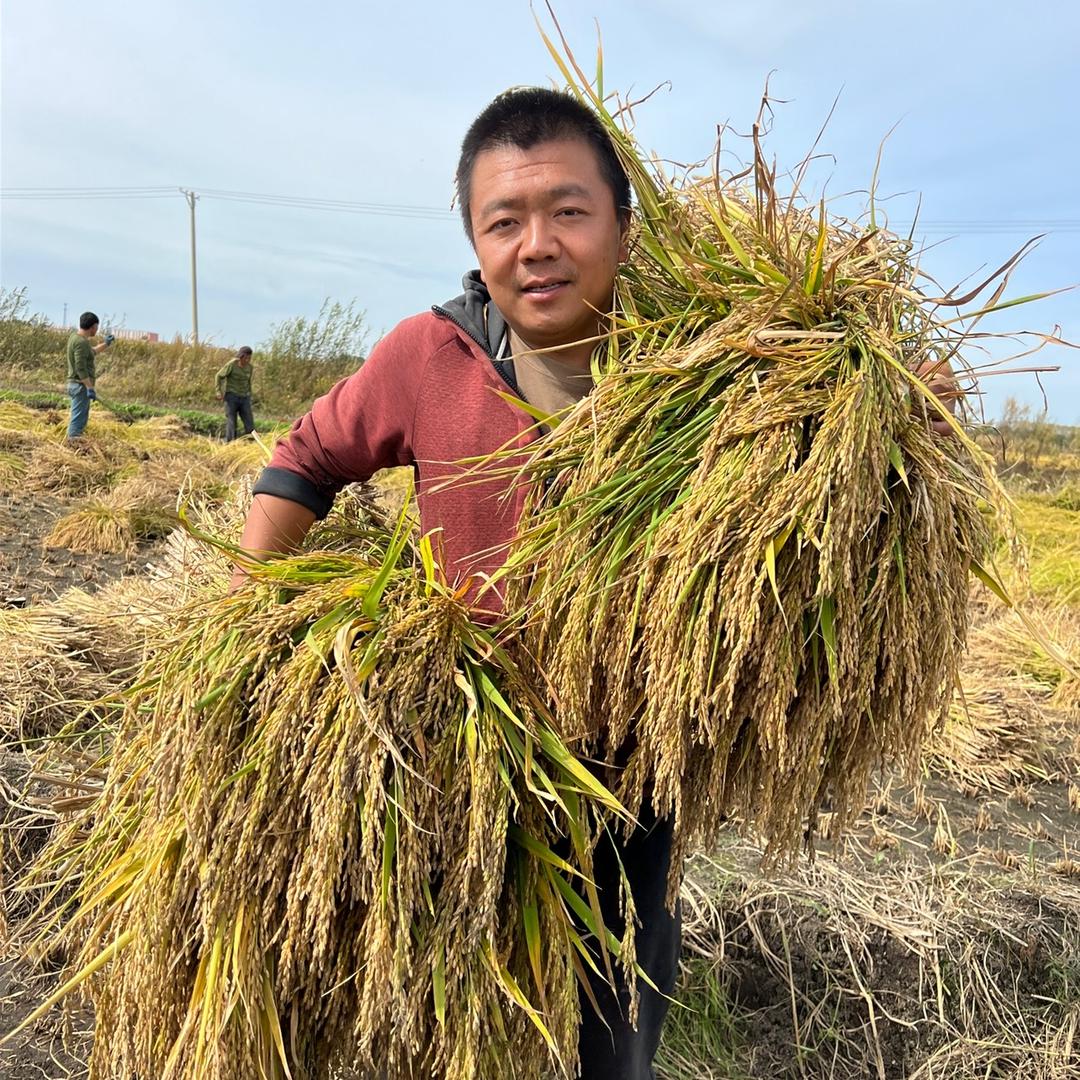 农婆婆五常大米