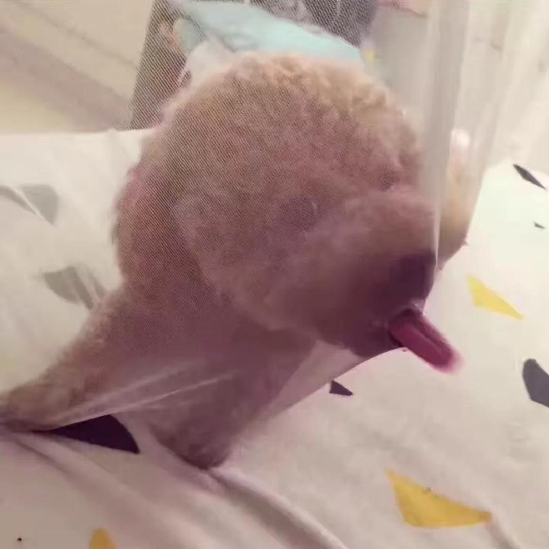 超级喜欢王鹤棣！