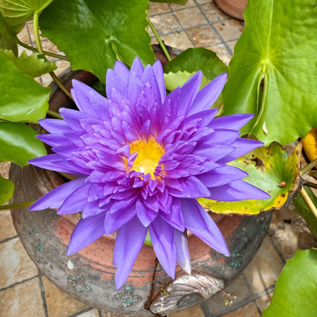 金老师自然鲜果