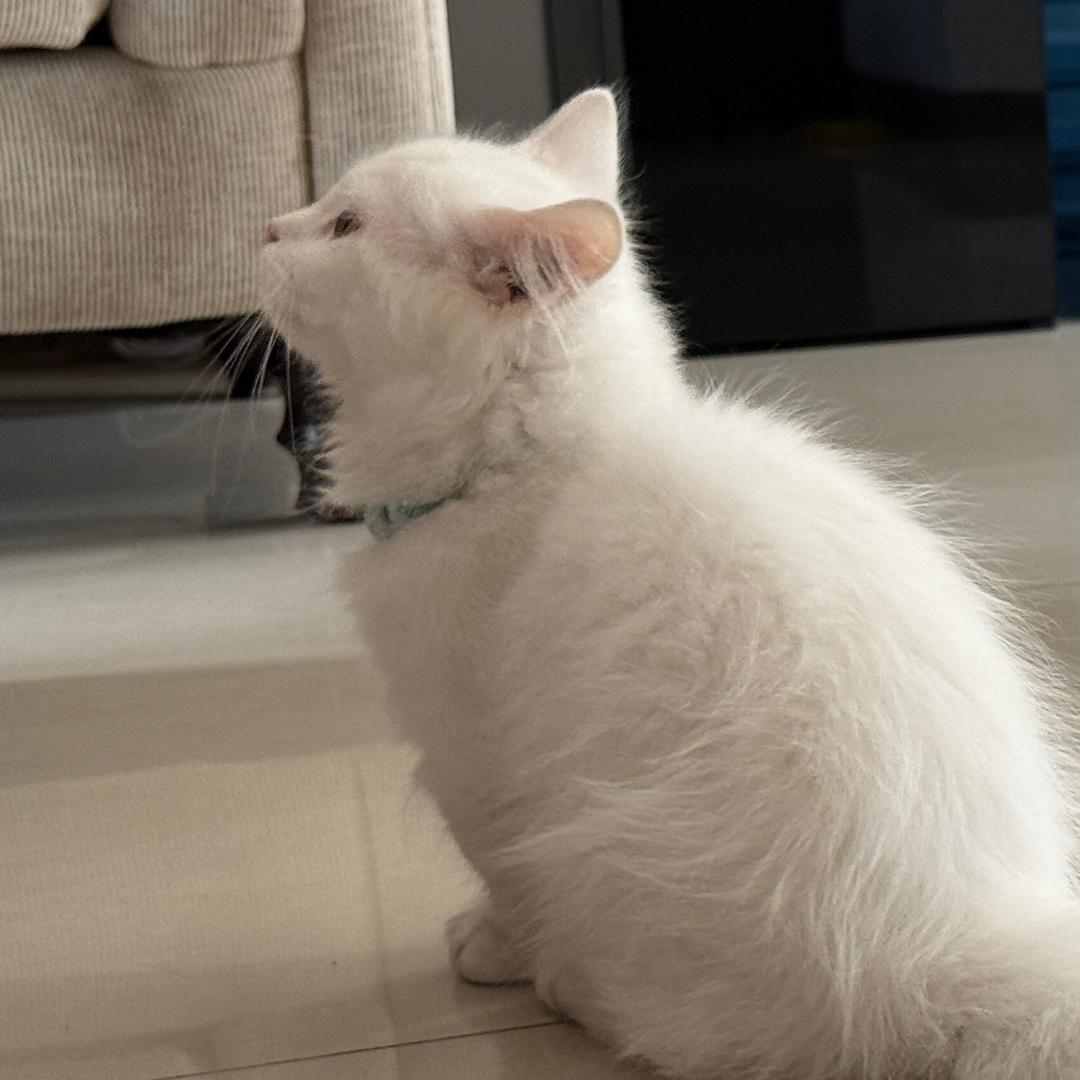 mochi