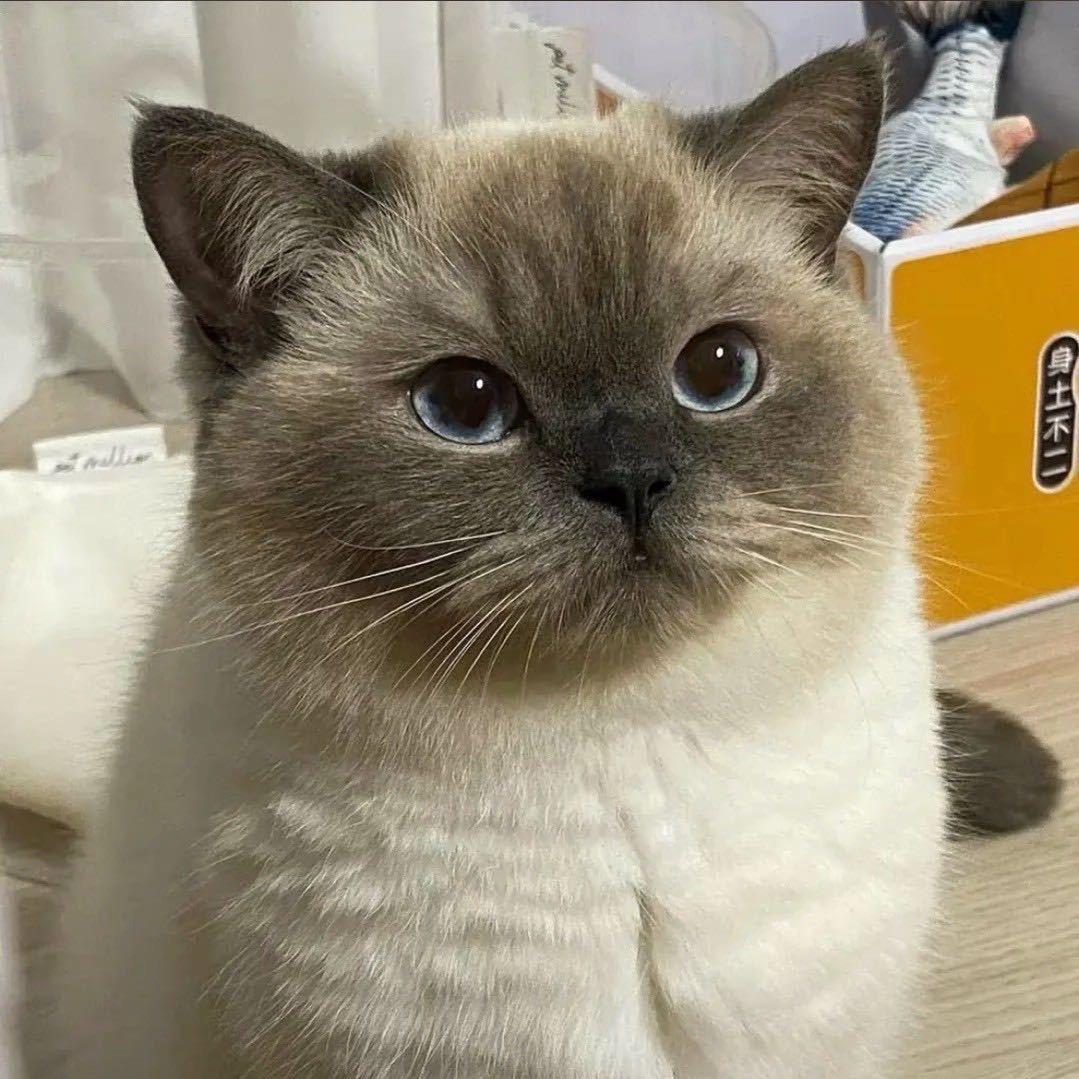雾散人也散 🎀