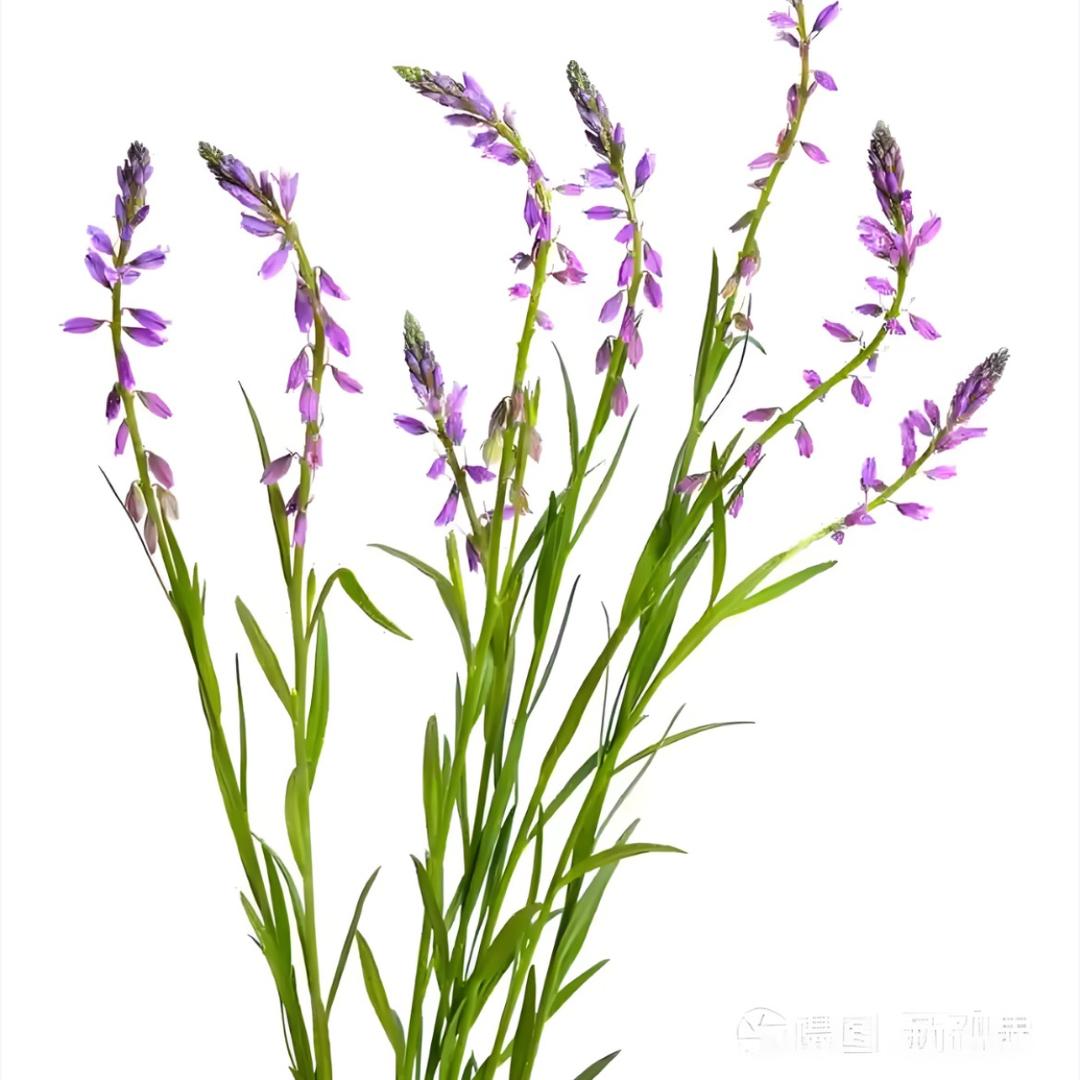 এ᭄远志