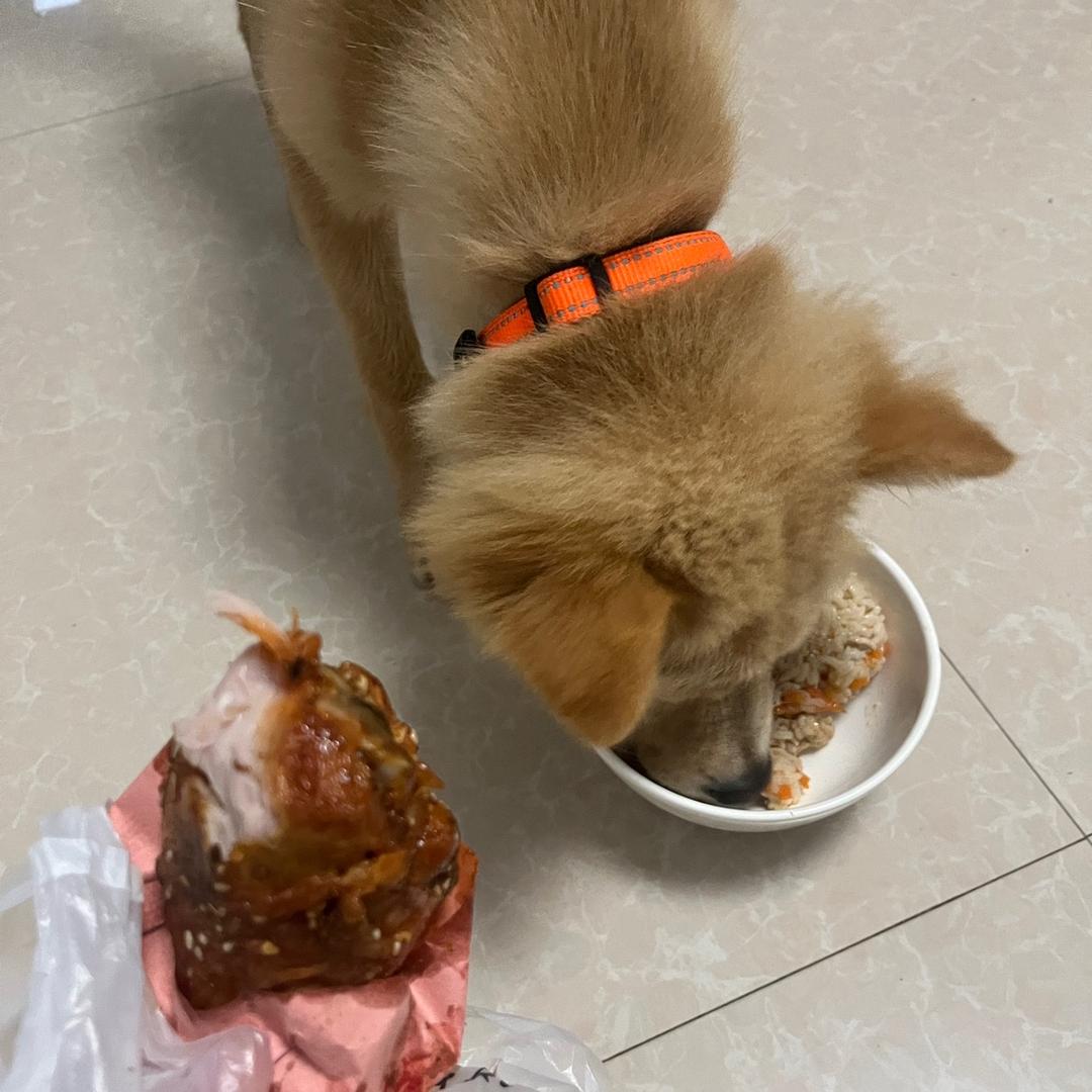 狗狗