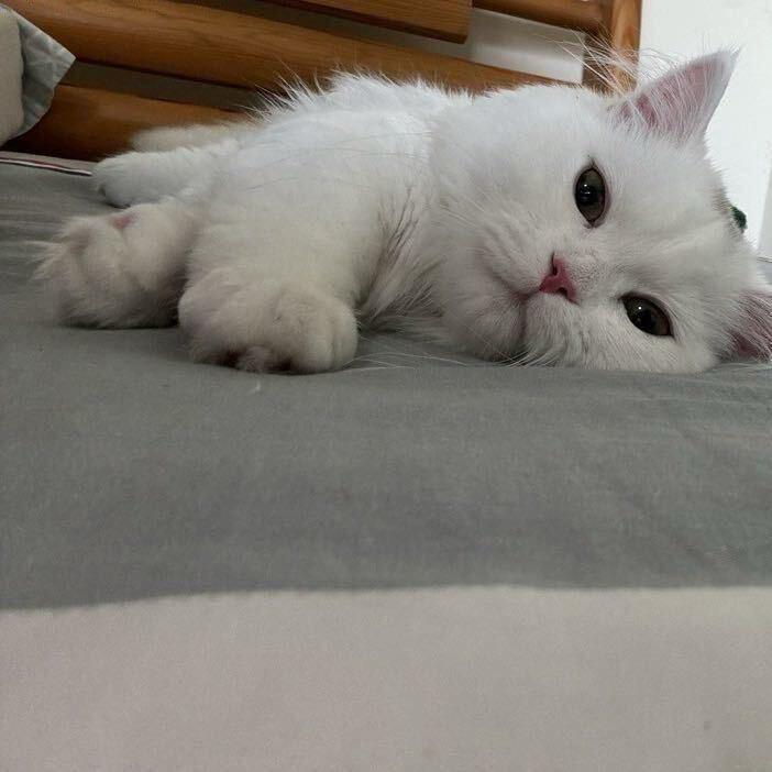 小猫脑袋